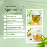 Teacurry Spearmint Tea (25 Tea Bags) - Trio Pack